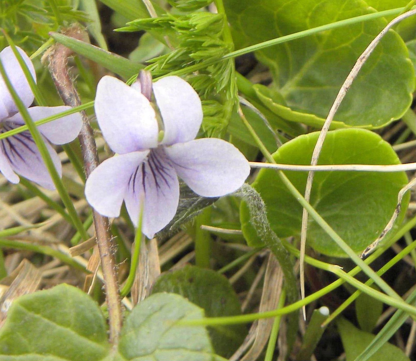 Viola palustris